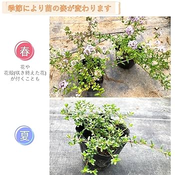 Amazon.co.jp: クリーピングタイム 【10Potセット】 苗 ハーブ